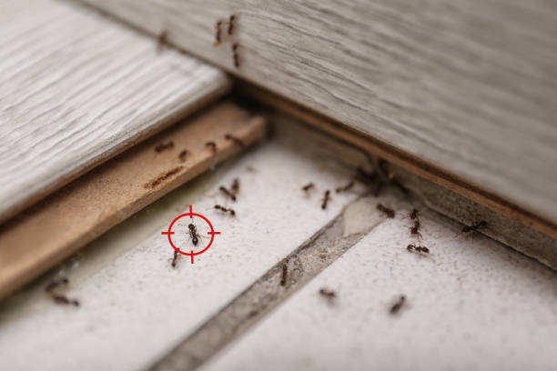 Best Wildlife Control Services  in Valley Park, MO