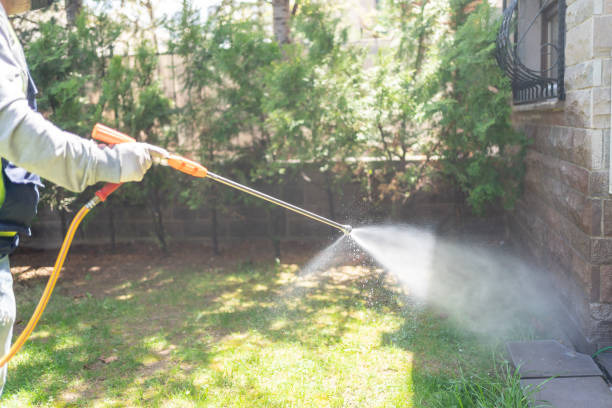 Best Wasp Removal Services  in Valley Park, MO
